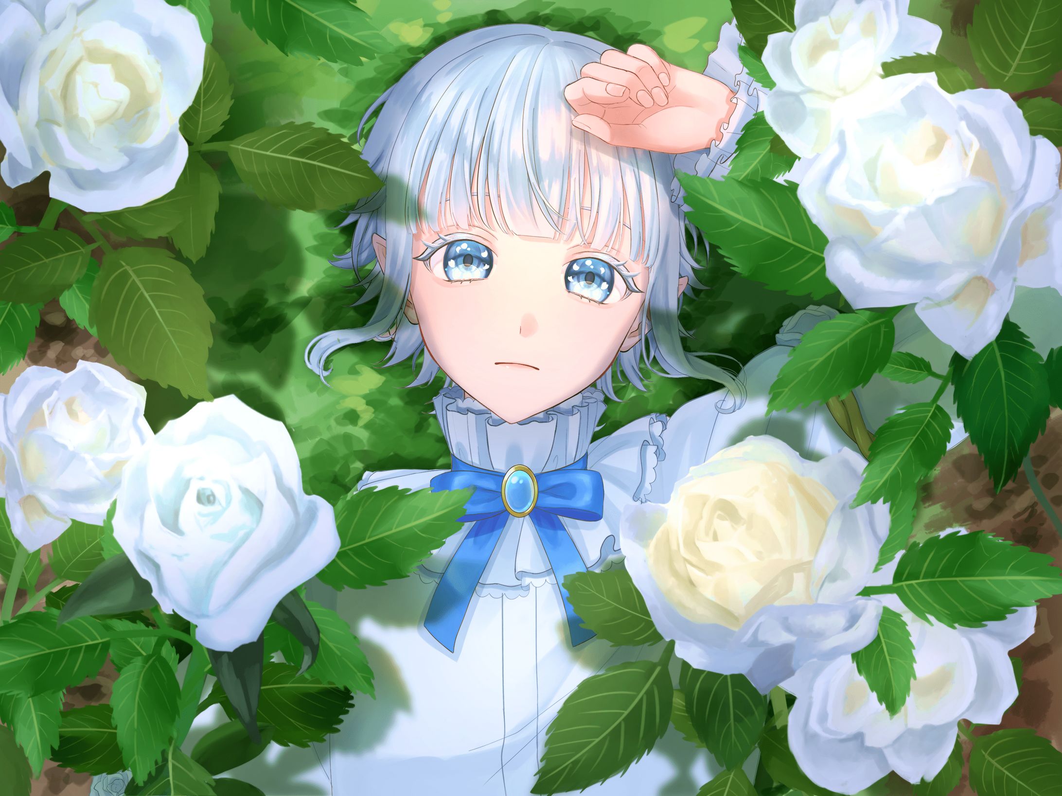 白薔薇-1