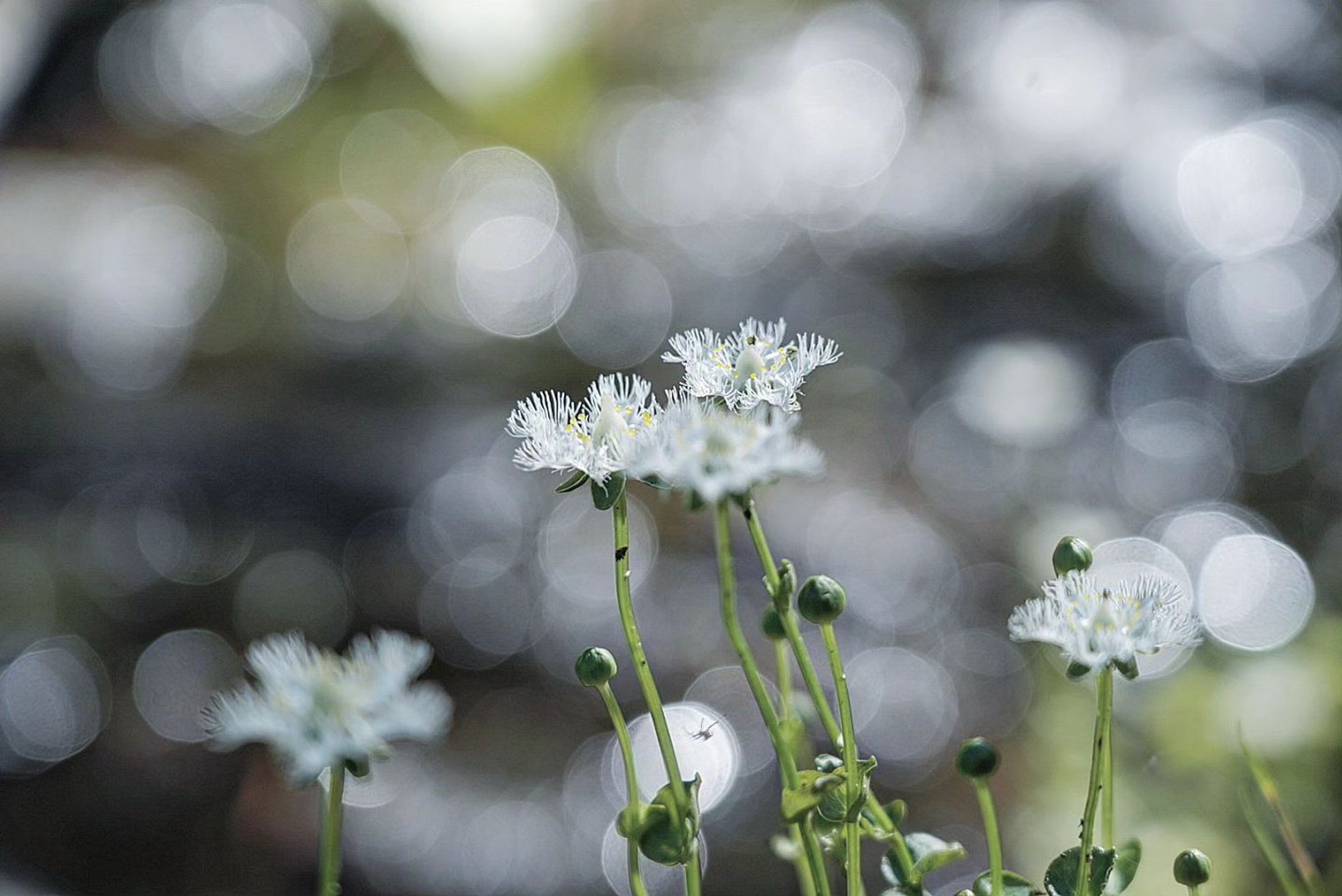 シラヒゲソウ　shirahigesou

シラヒゲソウにはやっぱり玉ボケを入れる構図が似合っている気がする。玉ボケを入れることでシラヒゲソウが持っている神々しい神秘的な美しさが際立つ気がする。

I feel that a composition that includes a blurred ball suits Shirahigesou. I feel that the divine and mysterious beauty of Shirahigesou stands out by adding the jade bokeh.

#team_jp_flower
#flowerpic #flowermagic #flowerpassion #flowerpower #flowerbeauty #gardenflowers #flowerphotography #flowerphoto #flowerlife #flowerlove #flowerloversdaily #flowerlovers #naturephotography #naturepic #nature_perfection #nature_obsession #nature_brilliance #natureshots #kokohana
#flowers_super_pics #flowers_nirvana #山野草 #flower_daily #flower_shotz #flower_igers #flower_perfection
#nb_nature_brilliance
#花フレンド-1