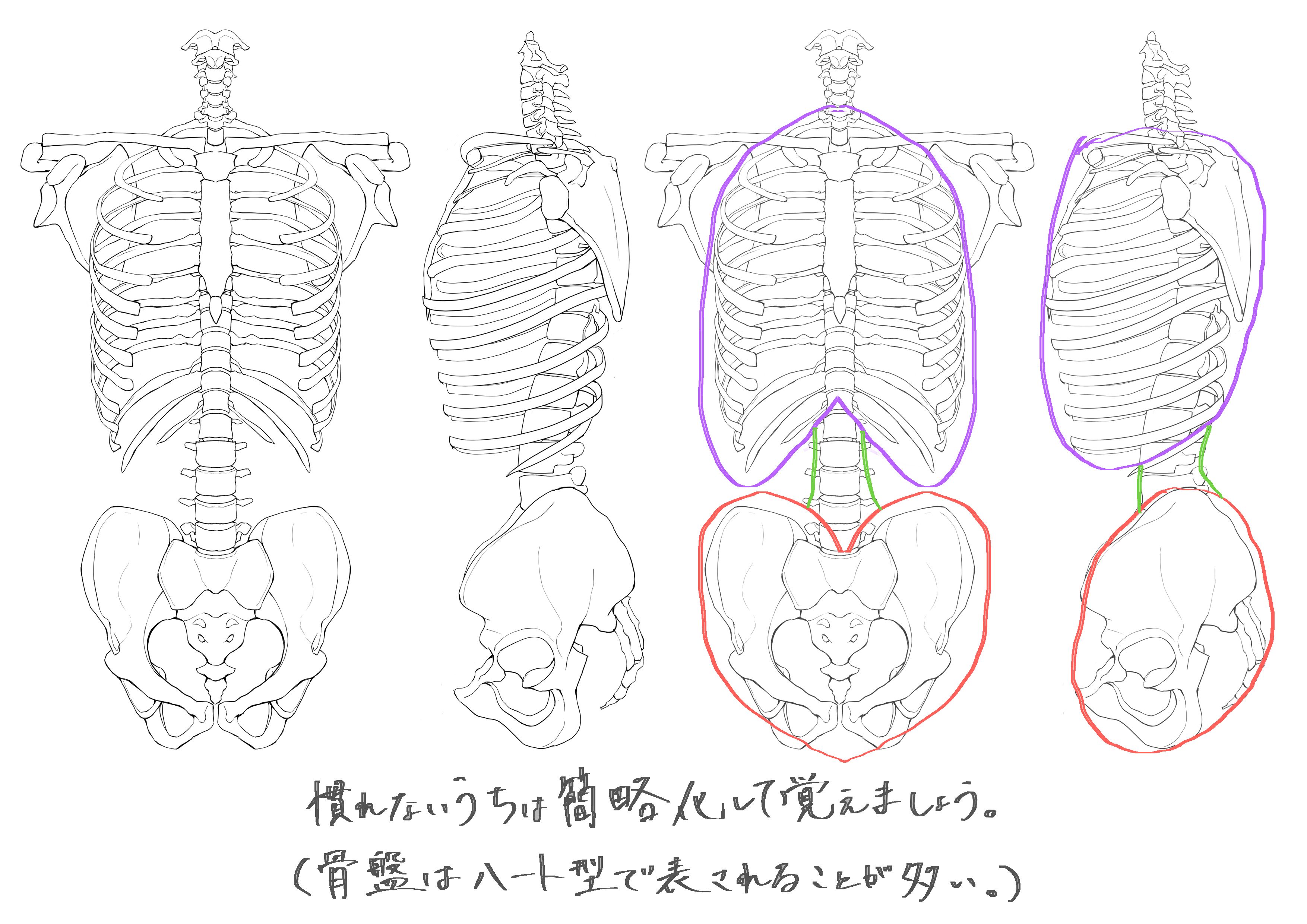 美術解剖学 胴体