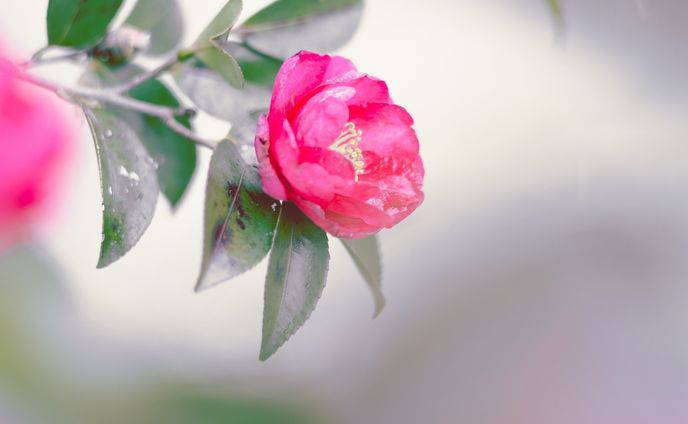 咲きかけに雪化粧
#新潟 #雪椿 #多分 #flowers #flower
