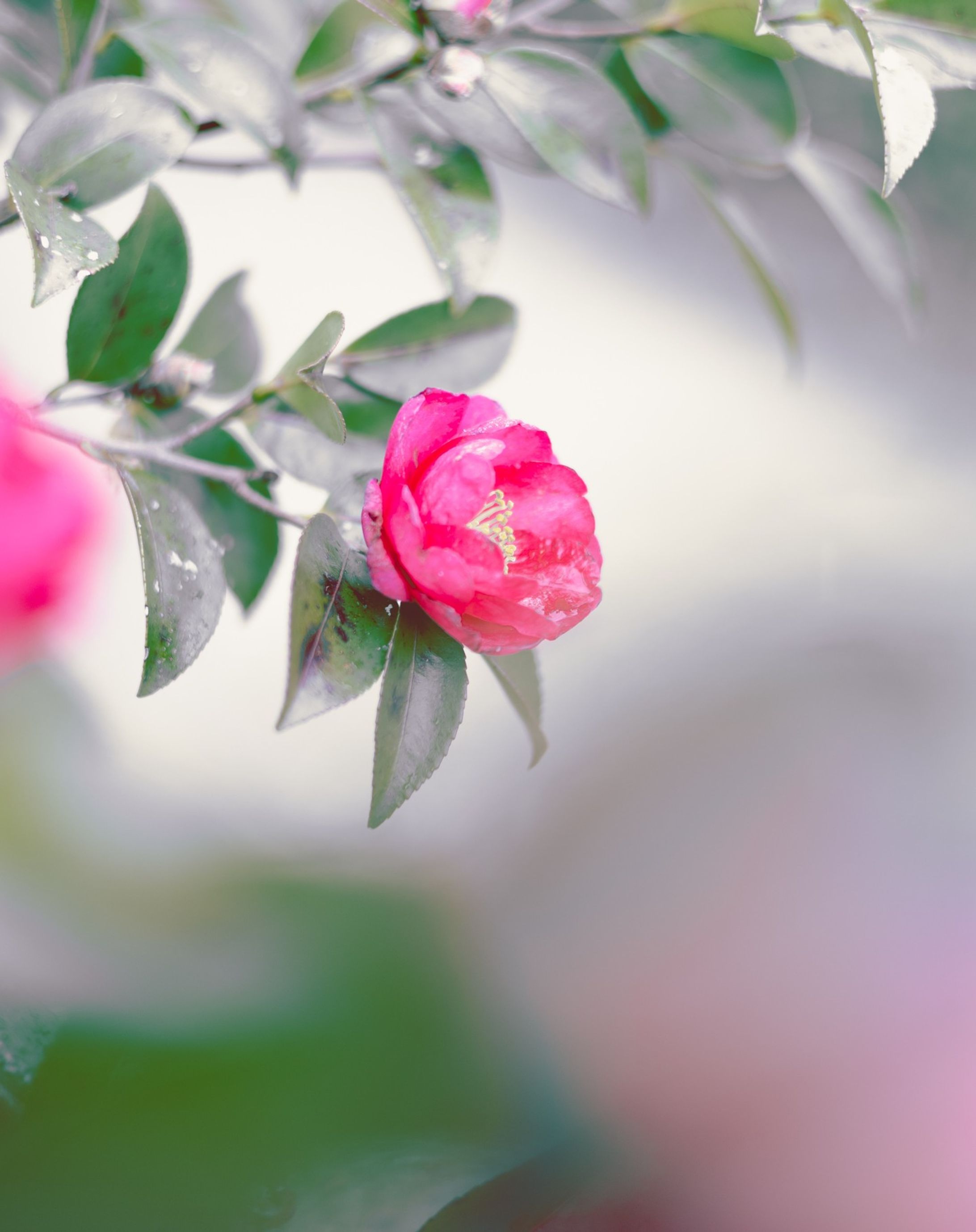 咲きかけに雪化粧
#新潟 #雪椿 #多分 #flowers #flower-1