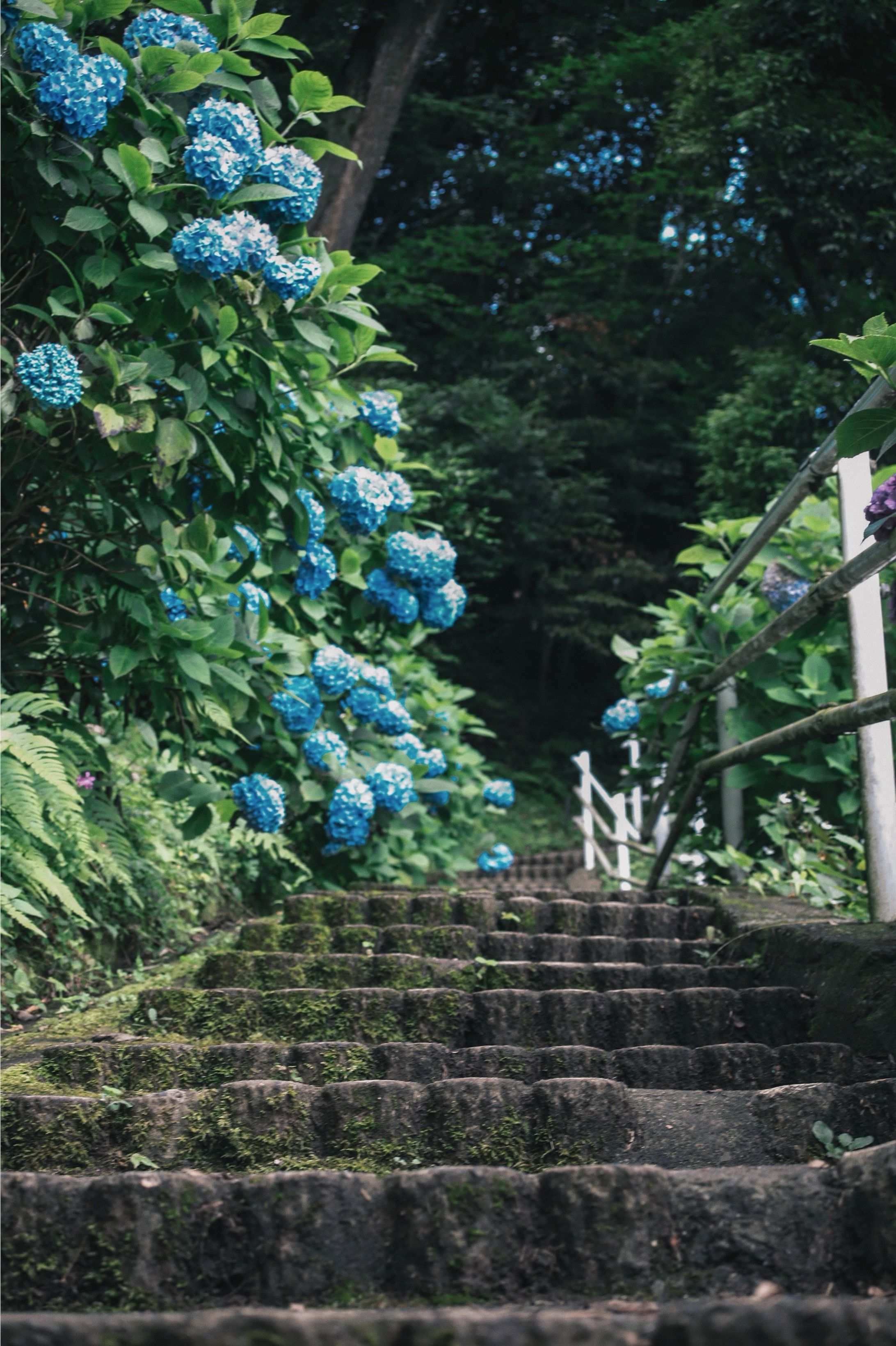 2021 紫陽花-1