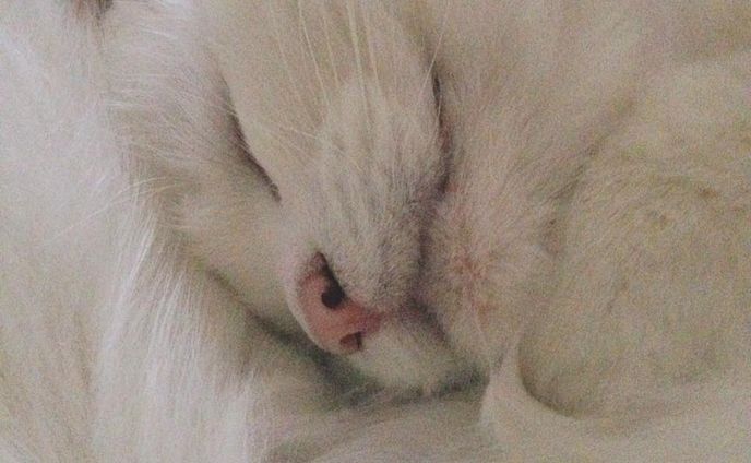ねこ