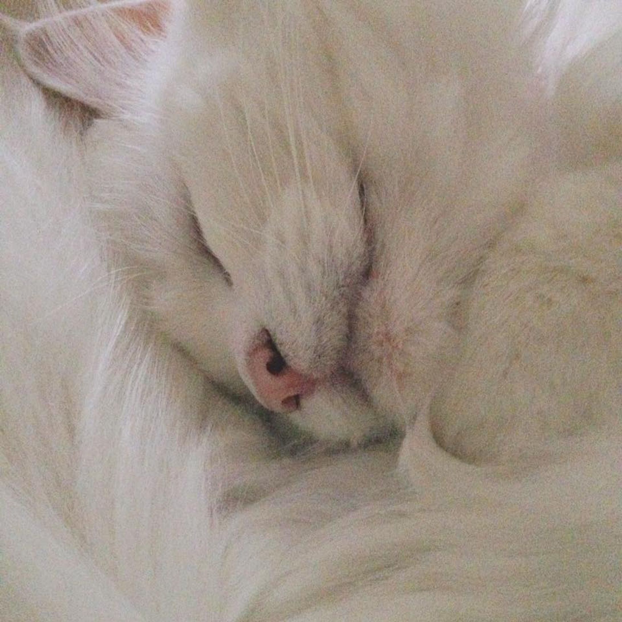 ねこ-1