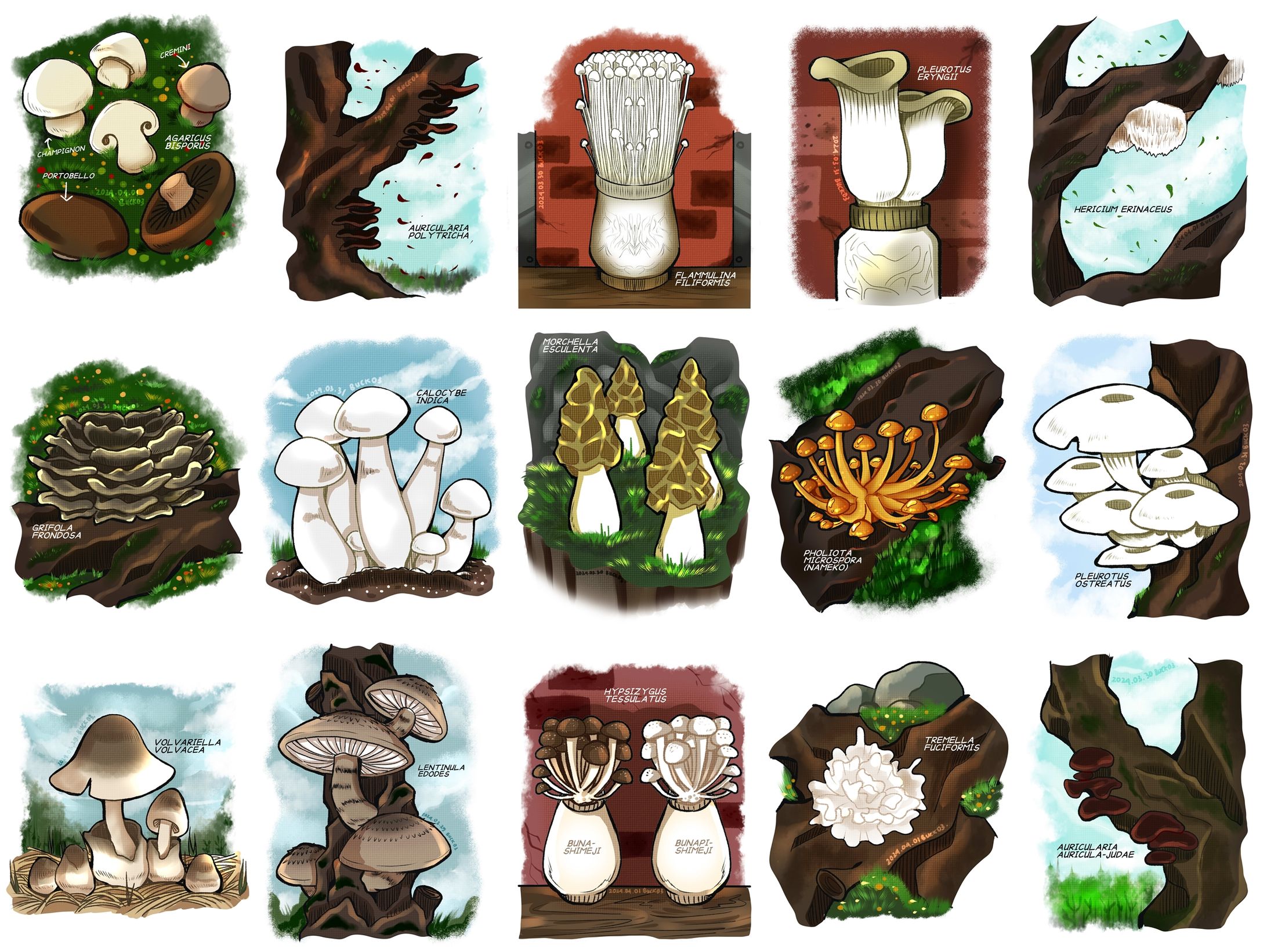 Fungi Illustrations-1