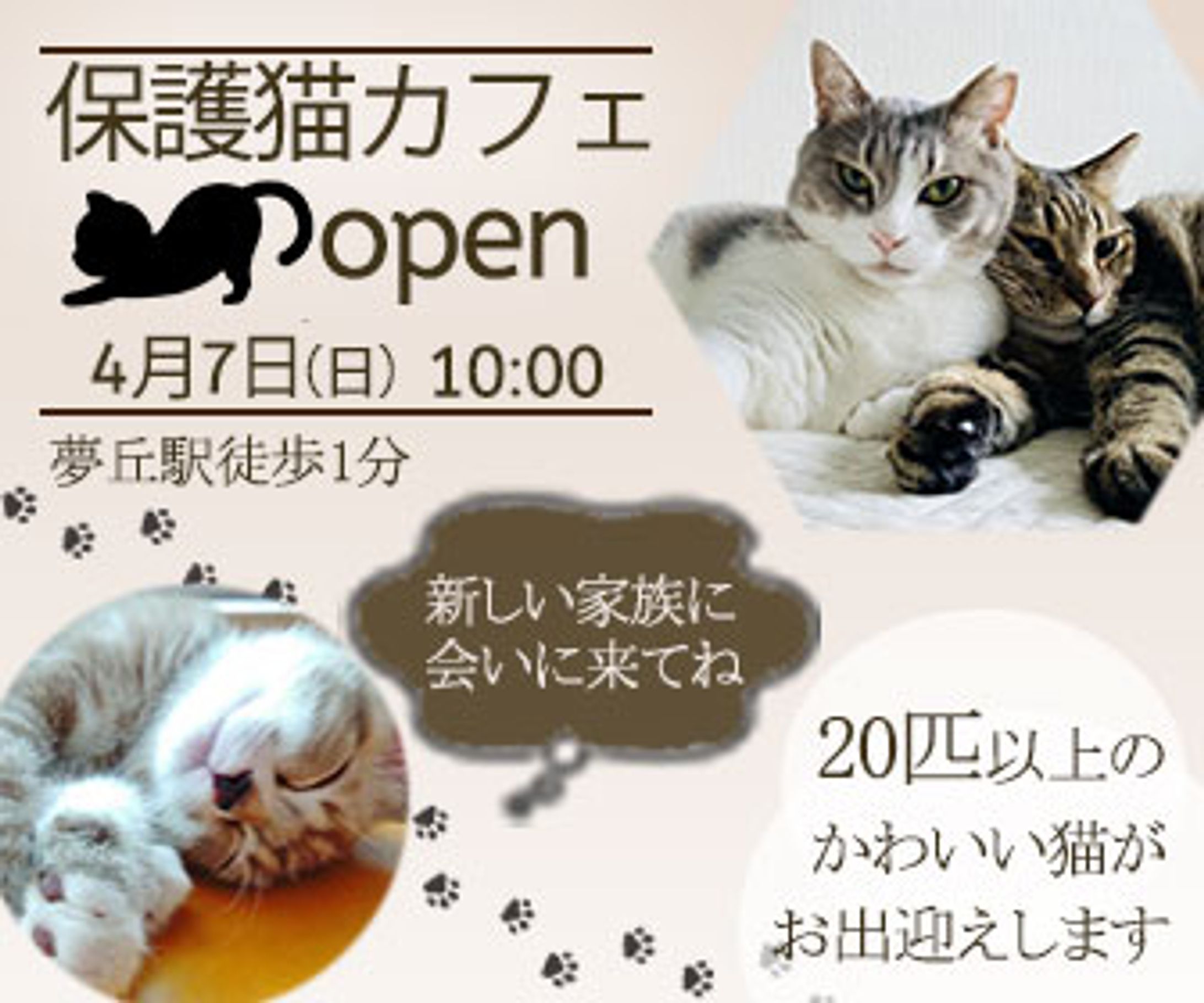 保護猫カフェ-1