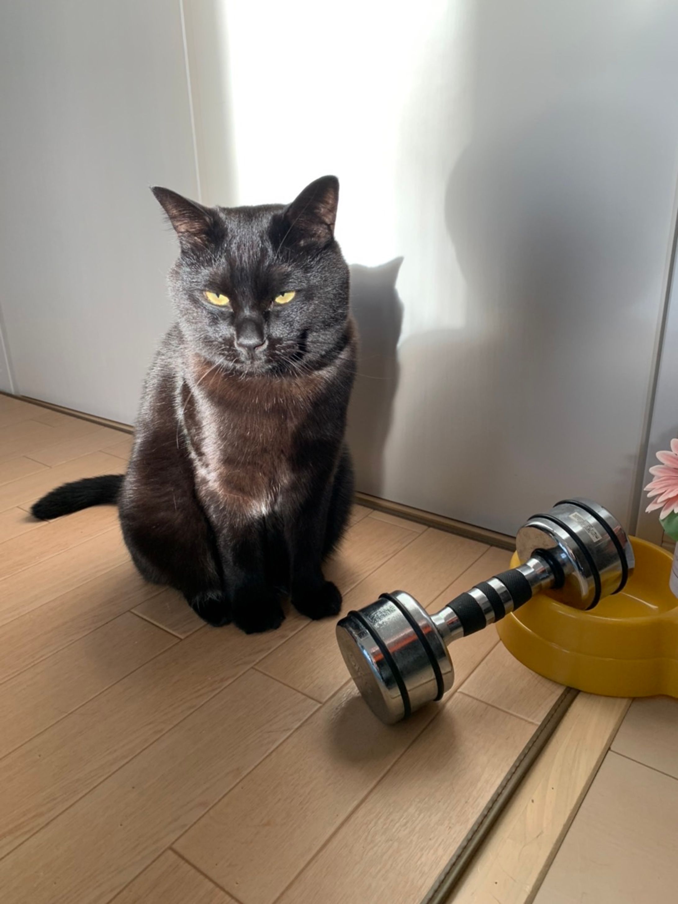 黒猫のクロ-1