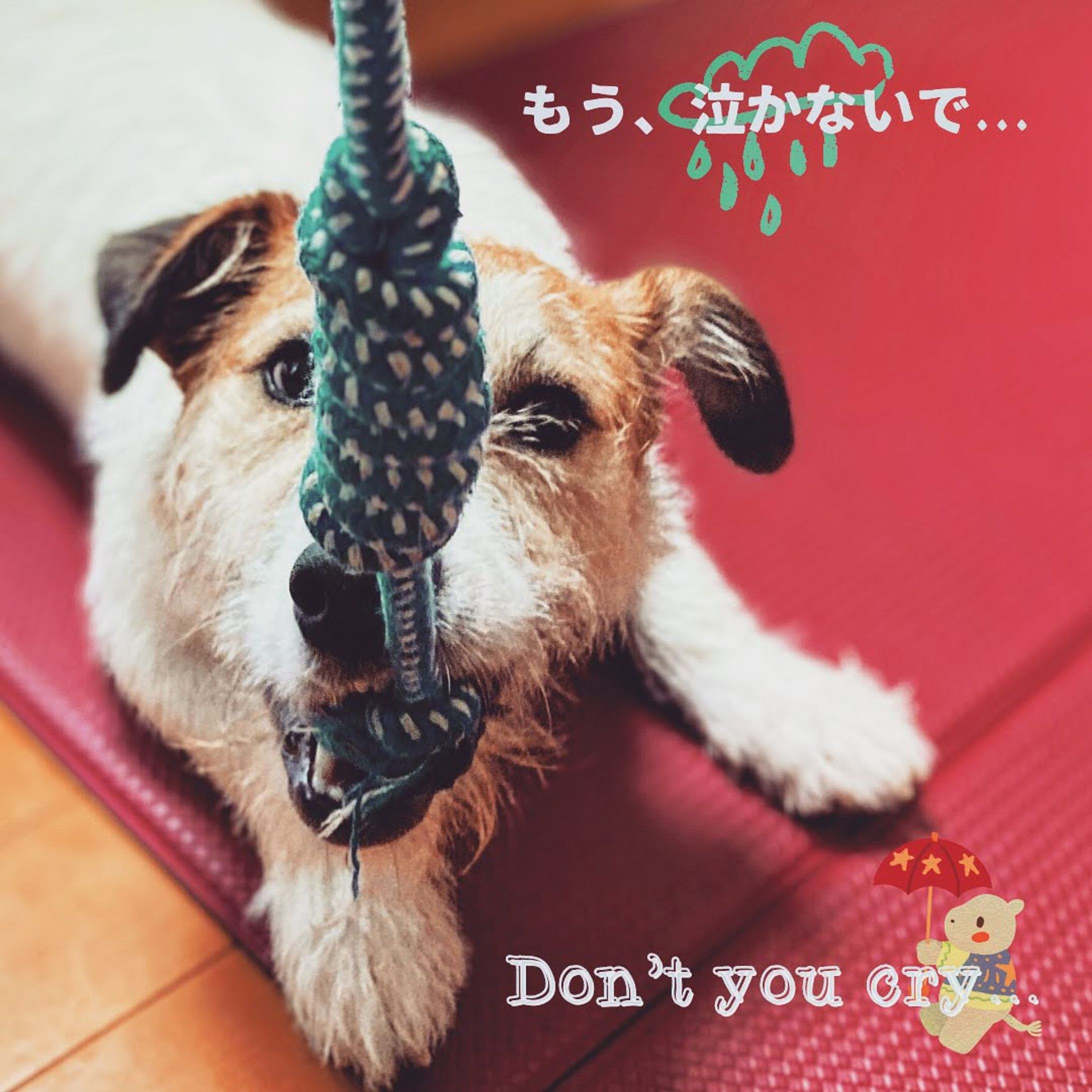 Canva/写真のジャケット風に編集-1
