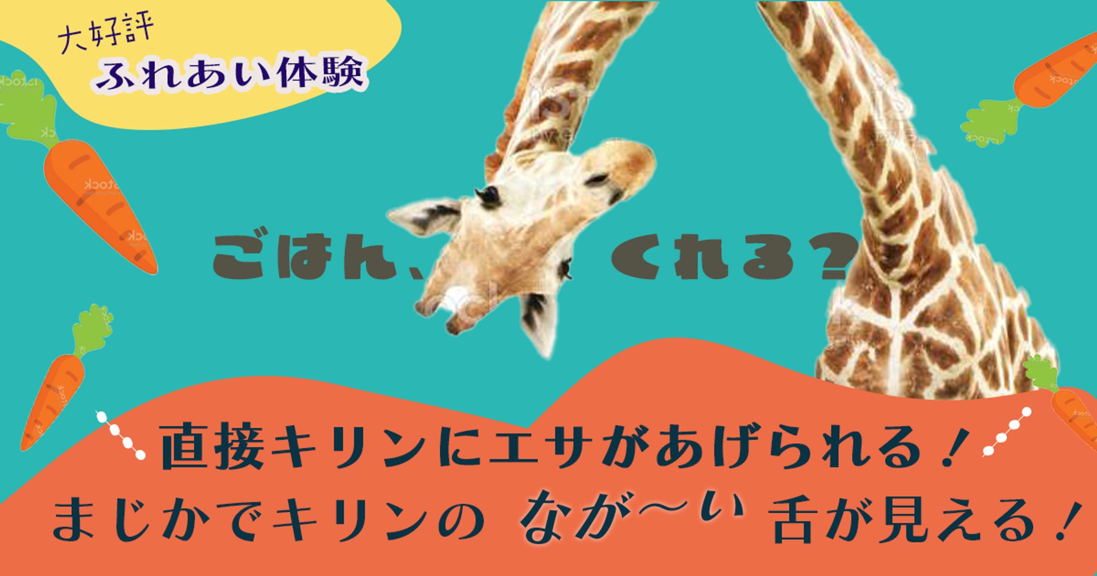 キリン餌やり体験　動物園-1