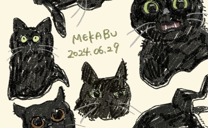 姉の猫