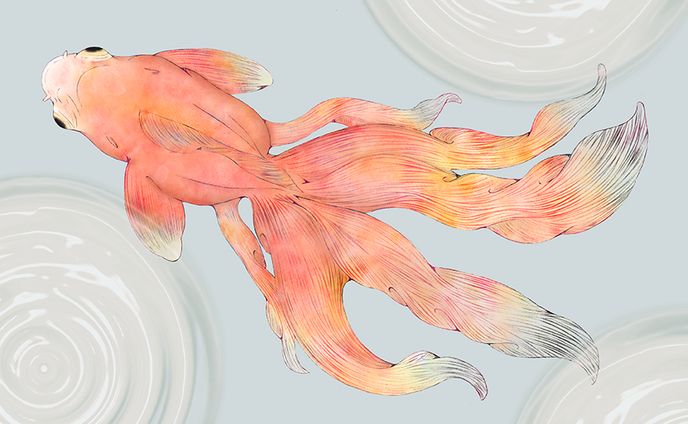 goldfish