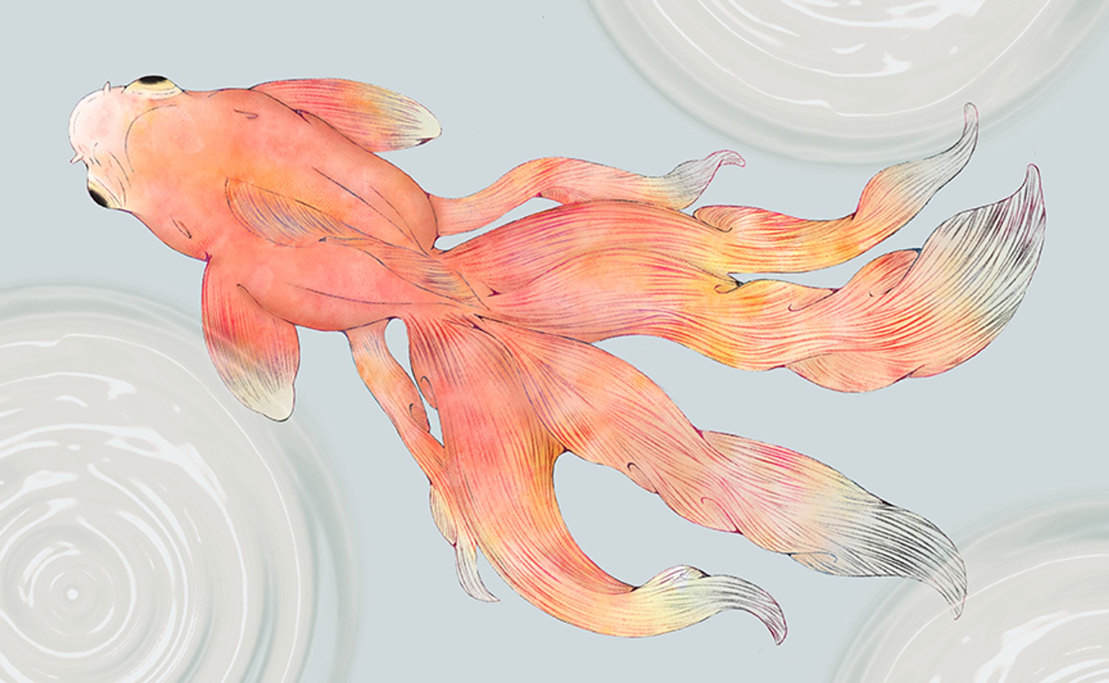 goldfish-1