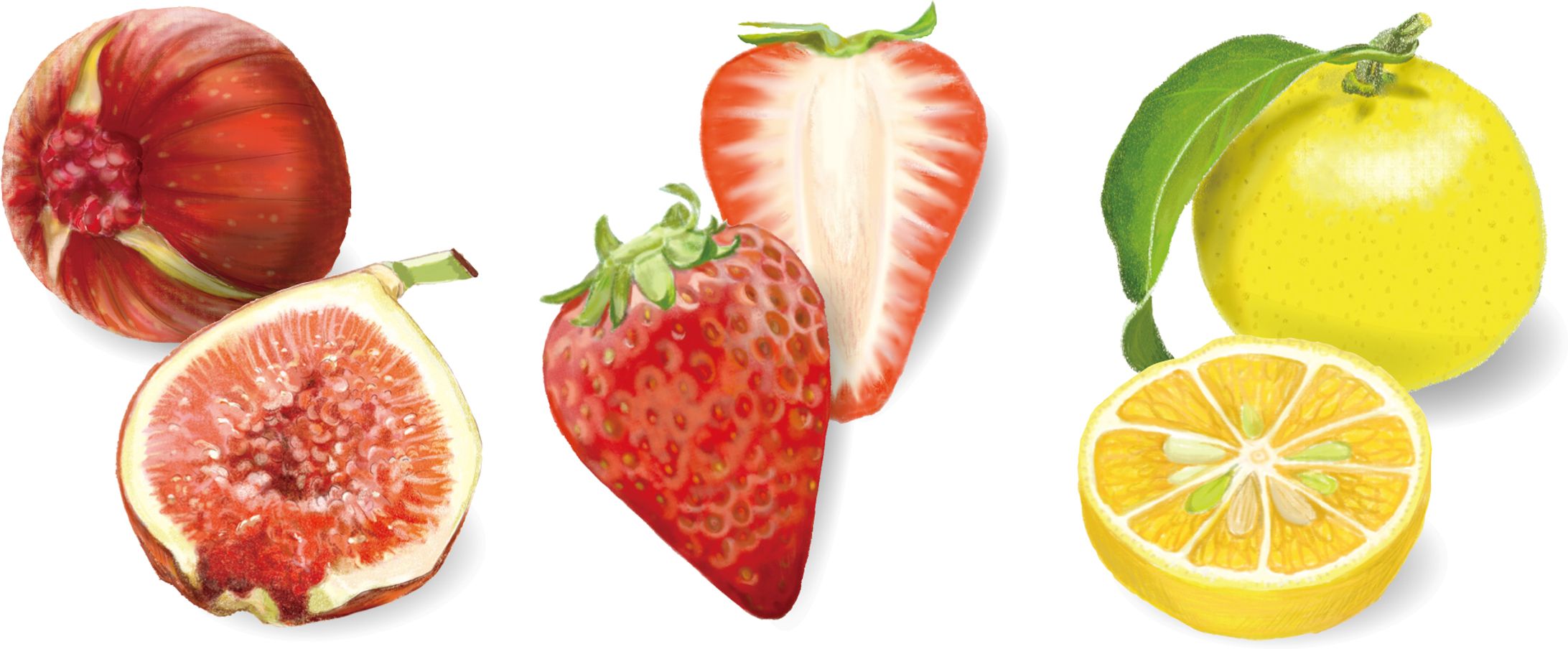 パッケージデザインで使用したイラスト-1