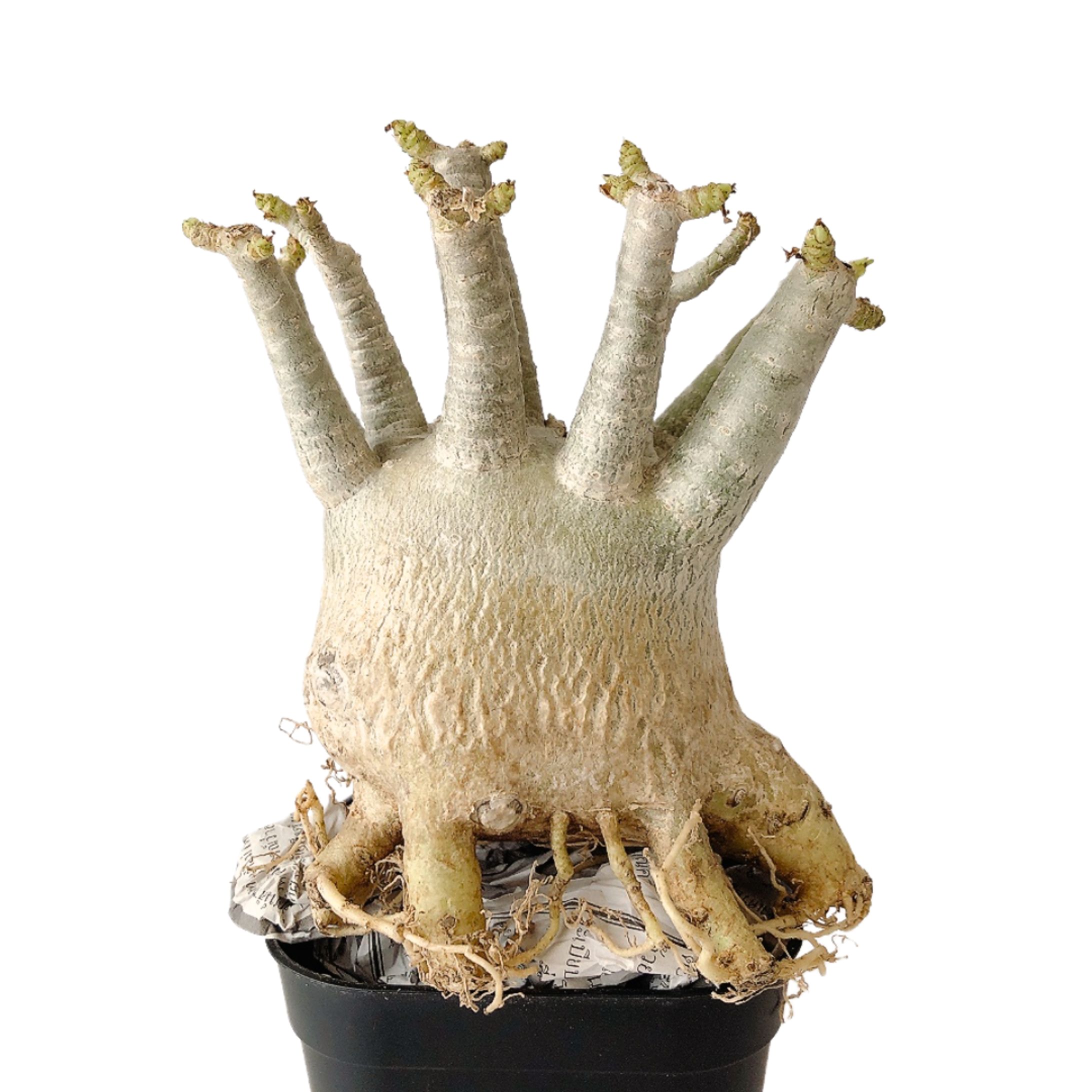 観葉植物_7枚（白抜き込み）-1