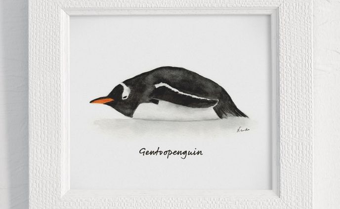 ジェンツーペンギン 