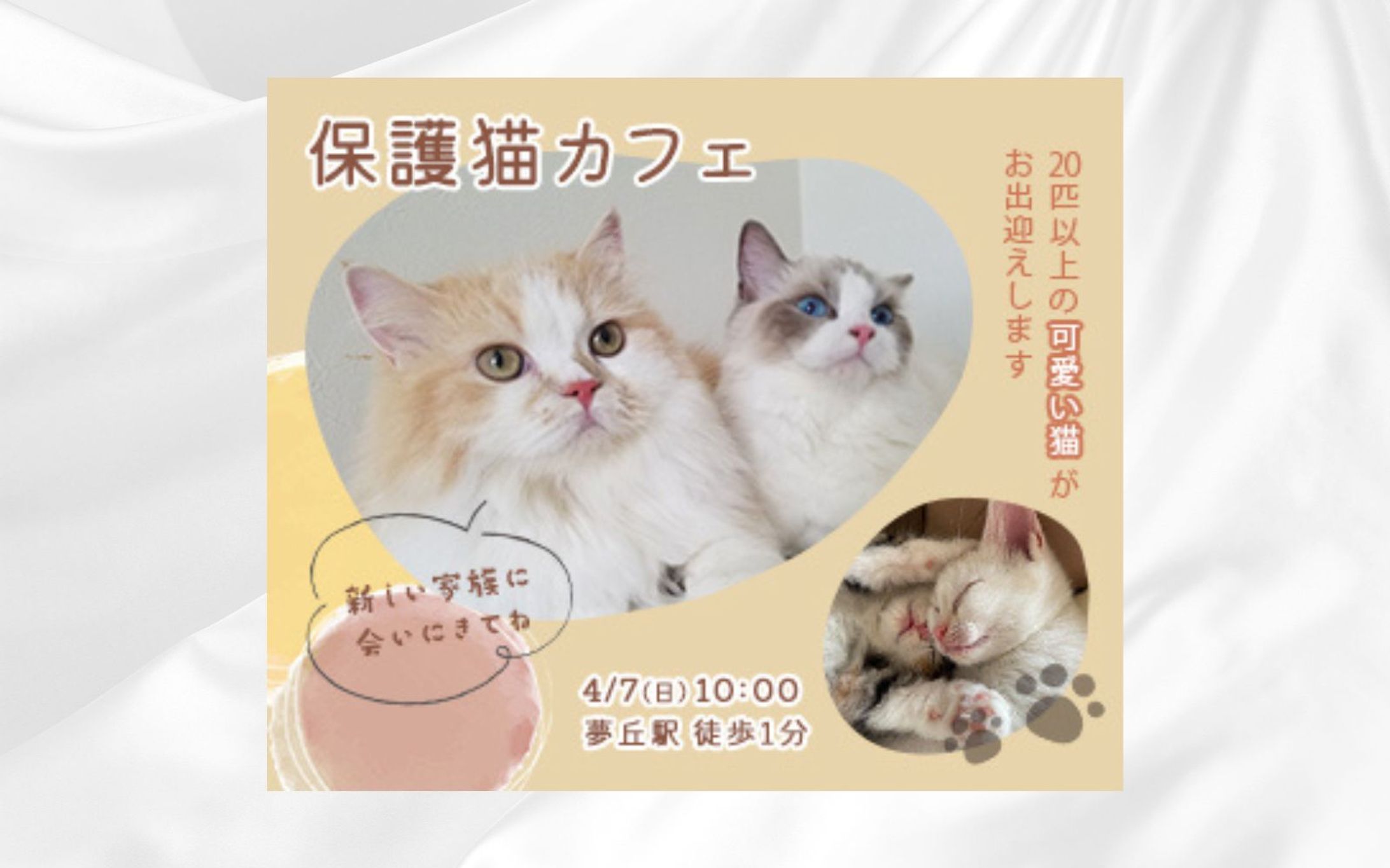 【バナー】保護猫カフェ-1