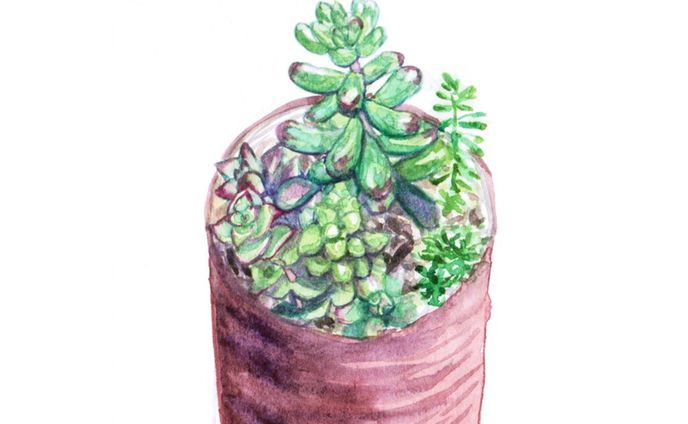 #09　多肉植物

#はせ子のグリーンスケッチ
#水彩画 #イラストレーション #イラストレーター #植物 #植物のある暮らし