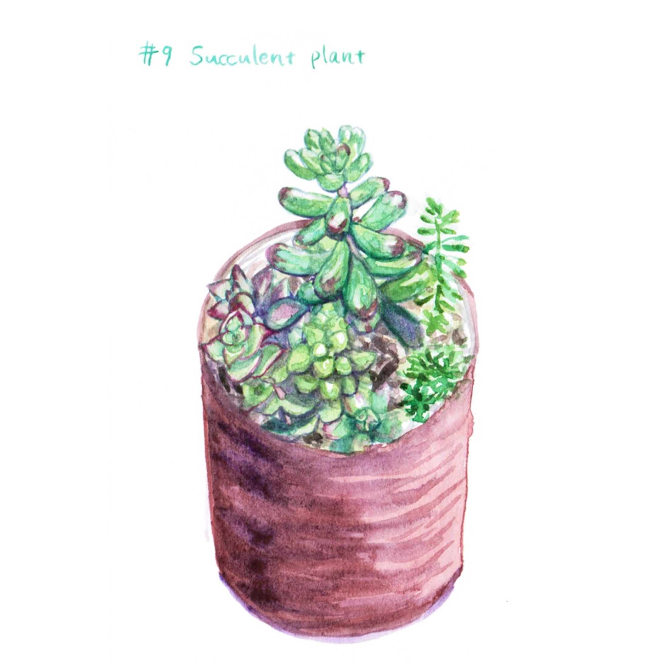 #09　多肉植物

#はせ子のグリーンスケッチ
#水彩画 #イラストレーション #イラストレーター #植物 #植物のある暮らし-1