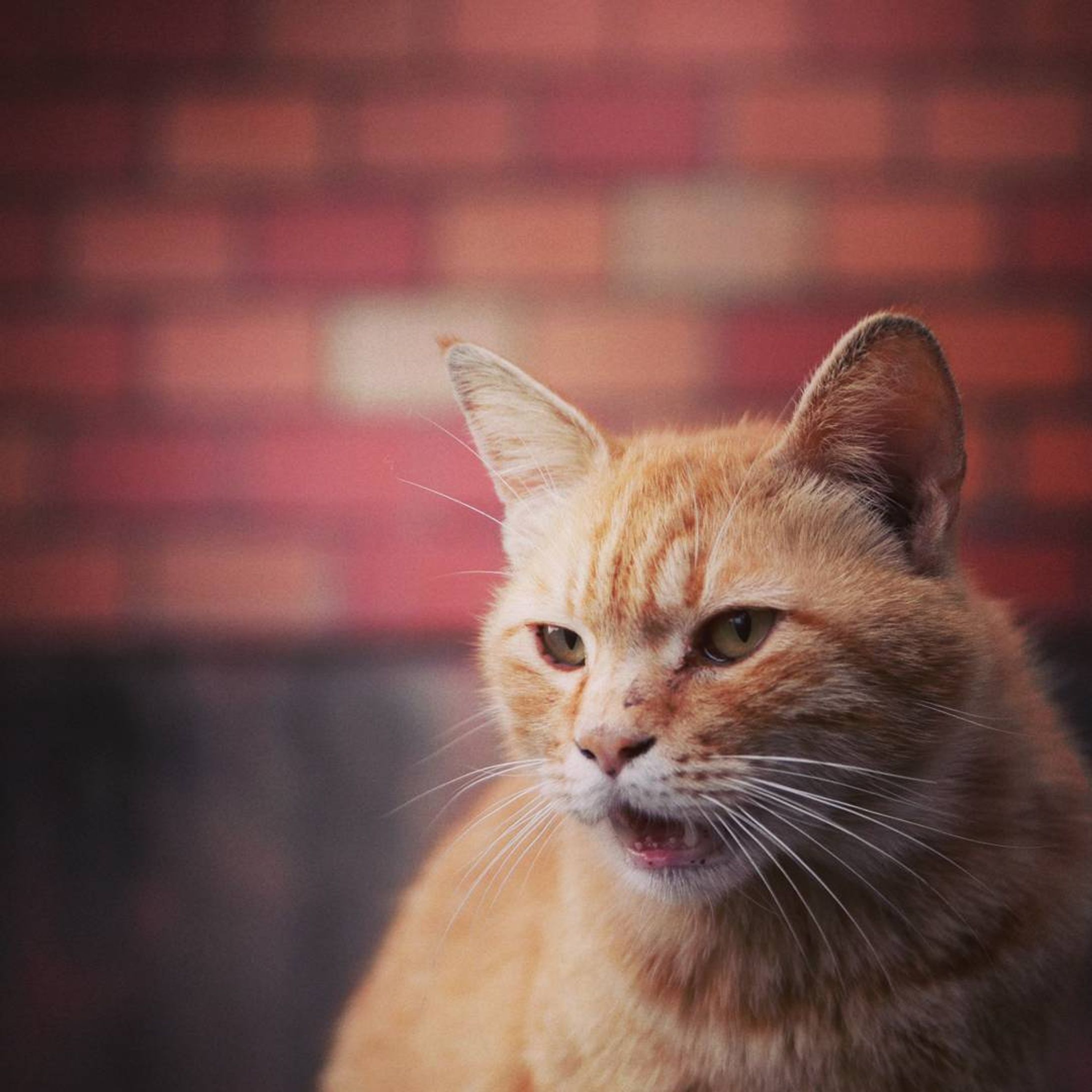 Roar
#nikond7000#佐賀県#呼子#猫#スナップ-1