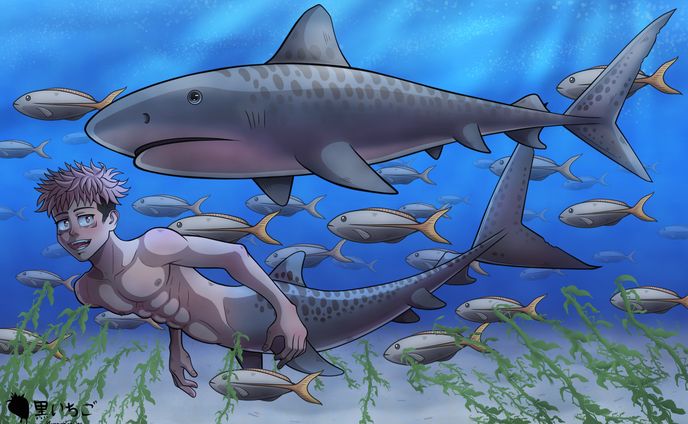 Tiger Shark Buddy