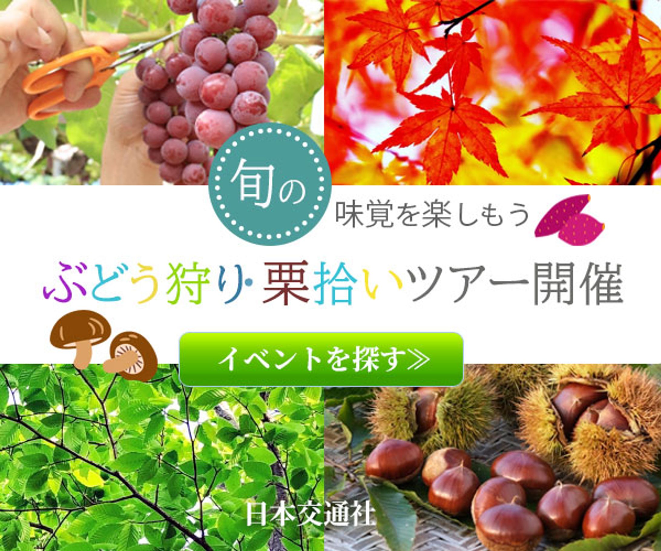 ぶどう狩り栗拾いツアーバナー-1