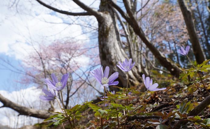 菊咲一華
kikuzaki ichige
altitude 1200m
Okususobana nature garden
Nagano prefecrure
長野県　奥裾花自然園
2023，May

#team_jp_flower
#flowerpic #flowermagic #flowerpassion #flowerpower #flowerbeauty #gardenflowers #flowerphotography #flowerphoto #flowerlife #flowerlove #flowerloversdaily #flowerlovers #naturephotography #naturepic #nature_perfection #nature_obsession #nature_brilliance #natureshots #kokohana
#flowers_super_pics #flowers_nirvana #山野草 #flower_daily #flower_shotz #flower_igers #flower_perfection
#nb_nature_brilliance
#花フレンド