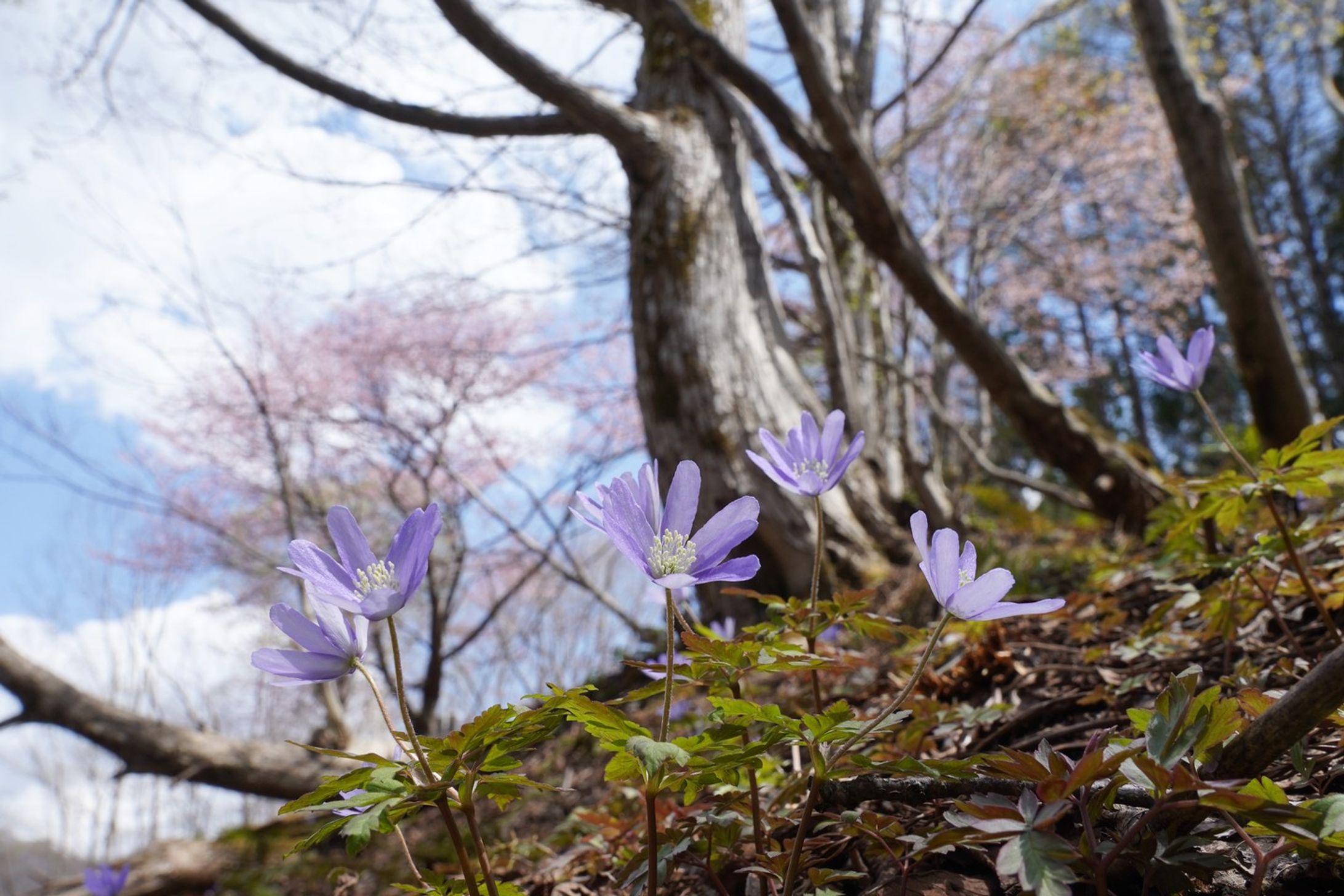 菊咲一華
kikuzaki ichige
altitude 1200m
Okususobana nature garden
Nagano prefecrure
長野県　奥裾花自然園
2023，May

#team_jp_flower
#flowerpic #flowermagic #flowerpassion #flowerpower #flowerbeauty #gardenflowers #flowerphotography #flowerphoto #flowerlife #flowerlove #flowerloversdaily #flowerlovers #naturephotography #naturepic #nature_perfection #nature_obsession #nature_brilliance #natureshots #kokohana
#flowers_super_pics #flowers_nirvana #山野草 #flower_daily #flower_shotz #flower_igers #flower_perfection
#nb_nature_brilliance
#花フレンド-1