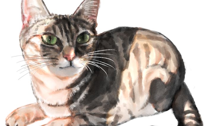 うちの猫イラスト