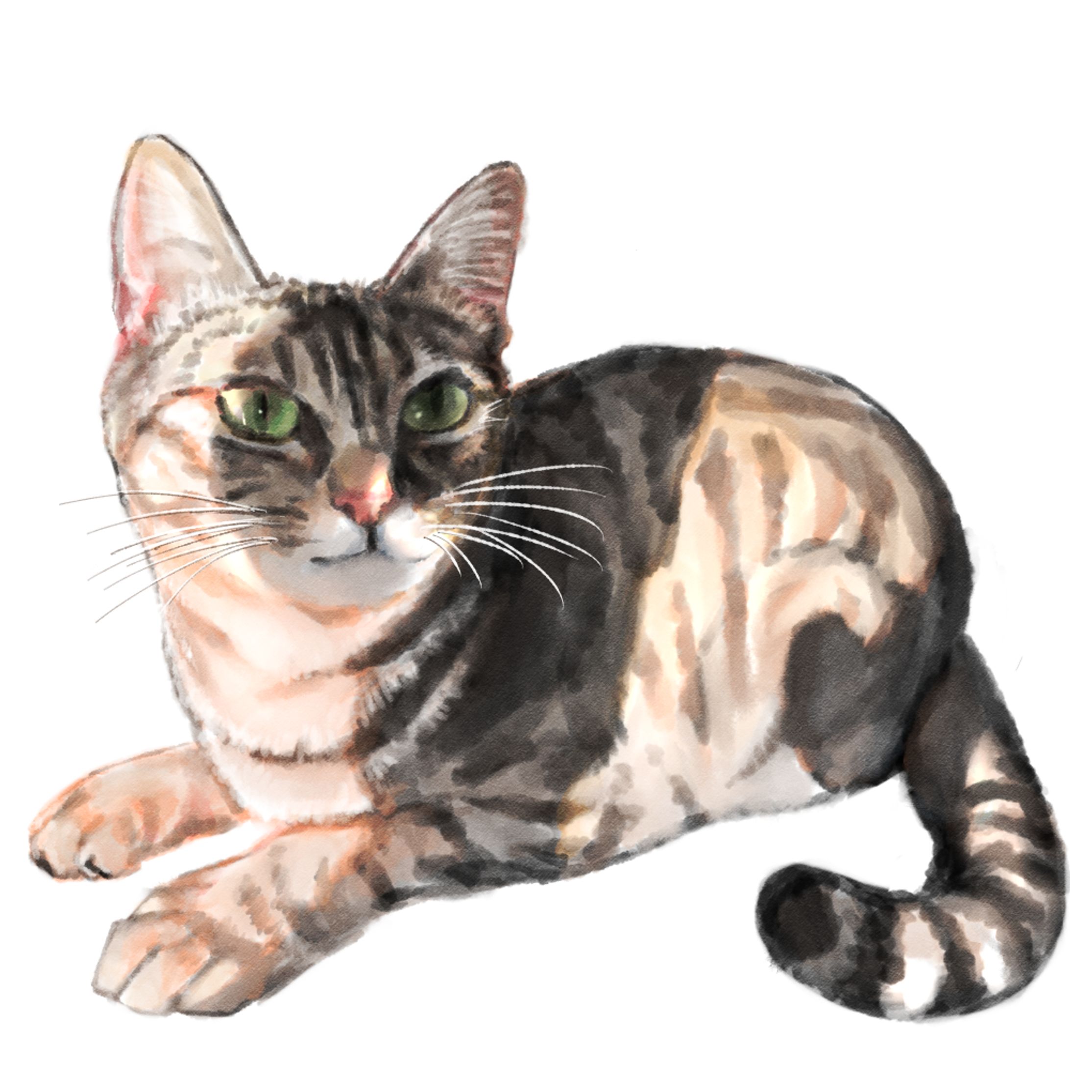 うちの猫イラスト-1