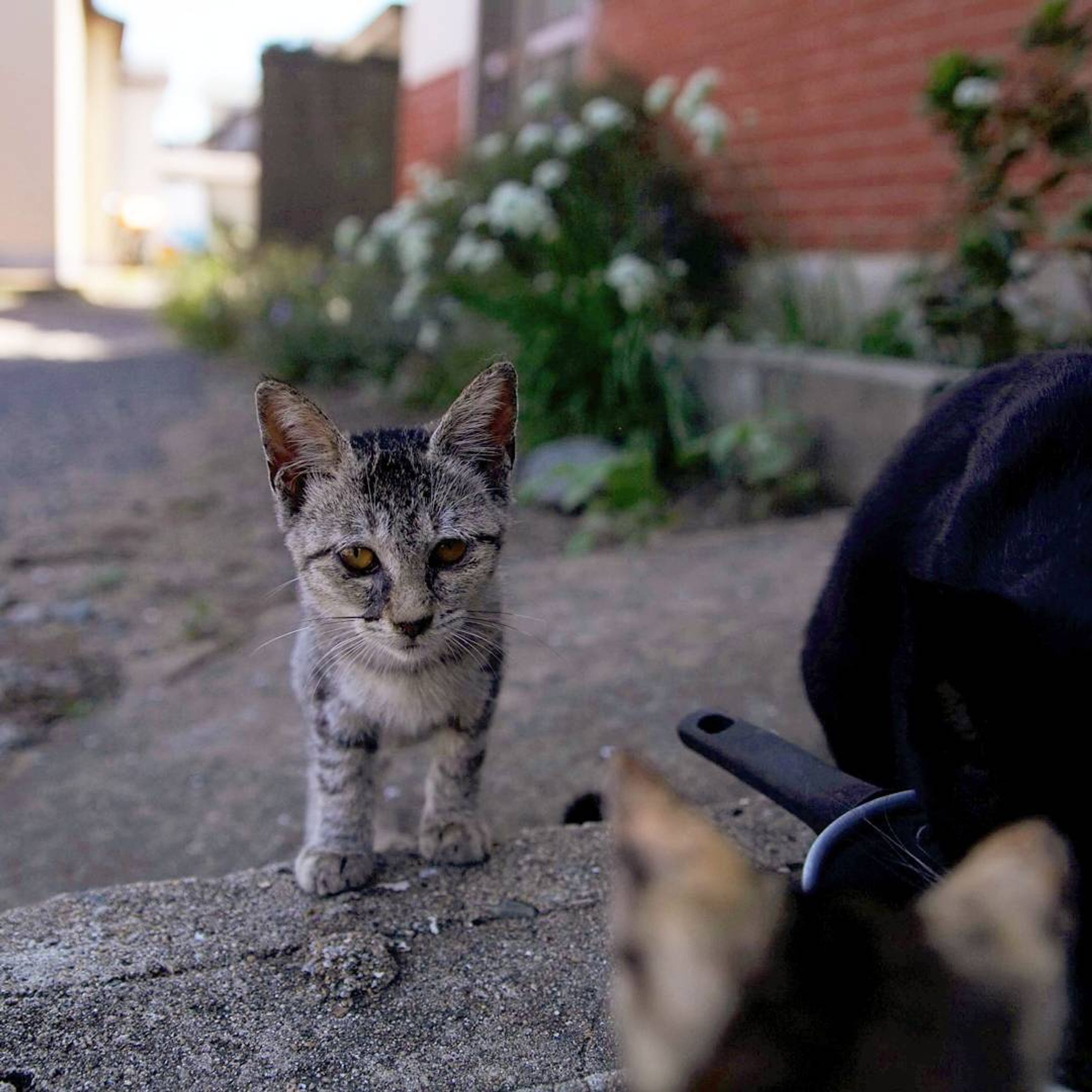 エンカウント
#CanonEOS5D#福岡県#糟屋郡#新宮町#相島#猫島#猫#スナップ#カメラ目線-1