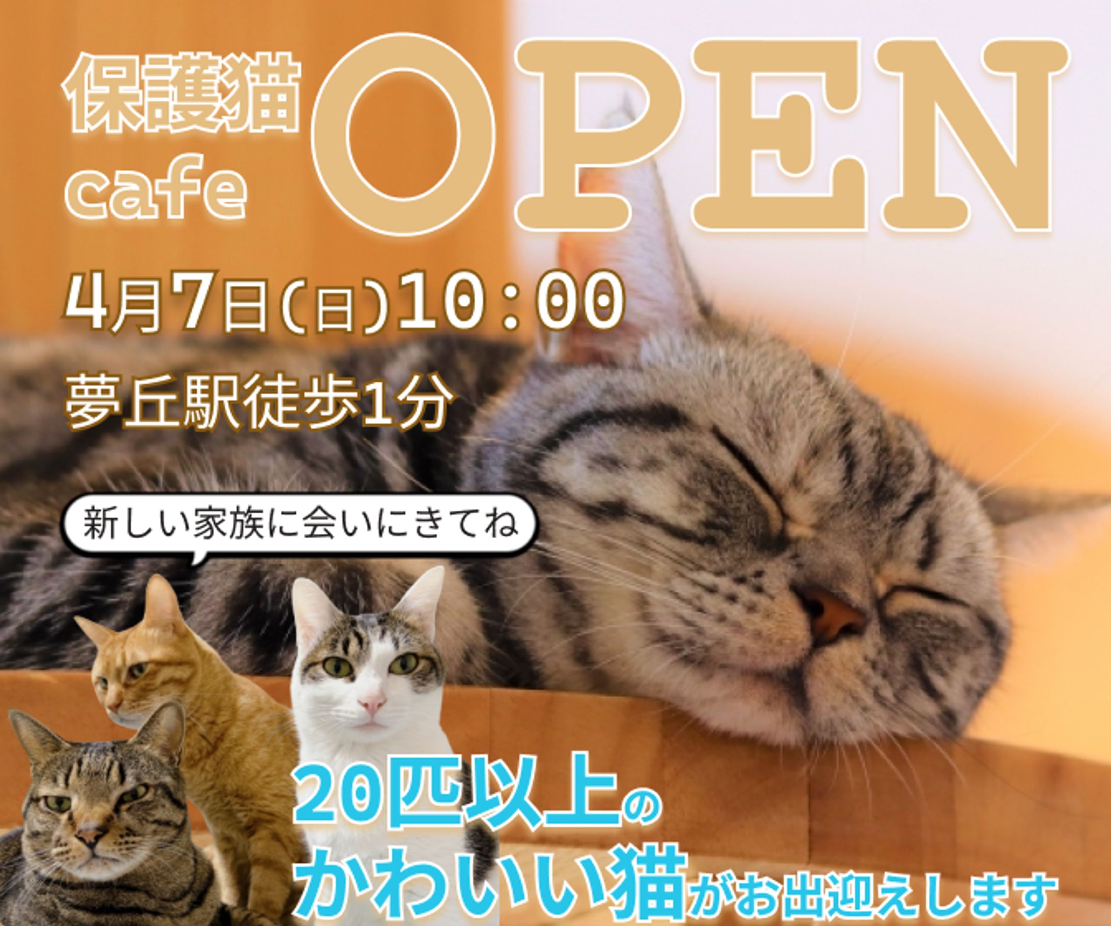 (架空お題)保護猫カフェバナー-1