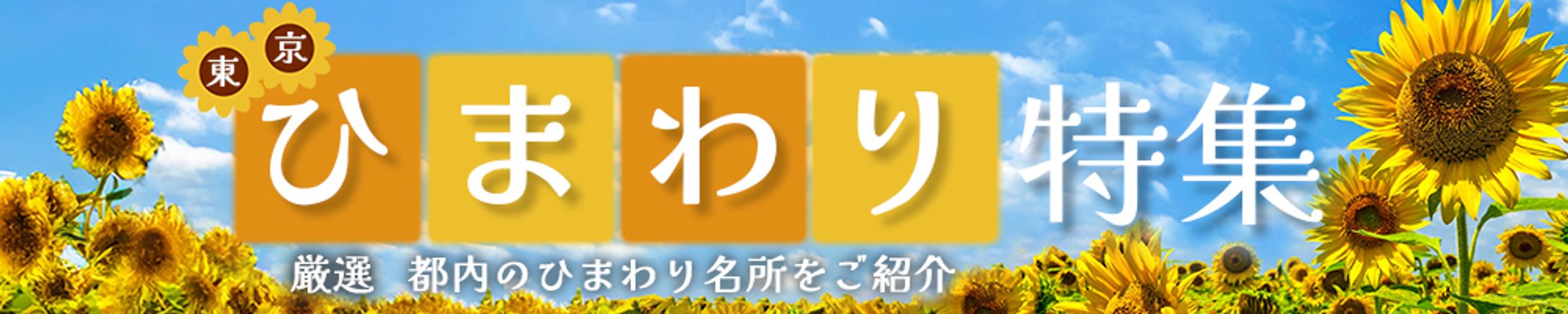 バナー：ひまわり特集-1