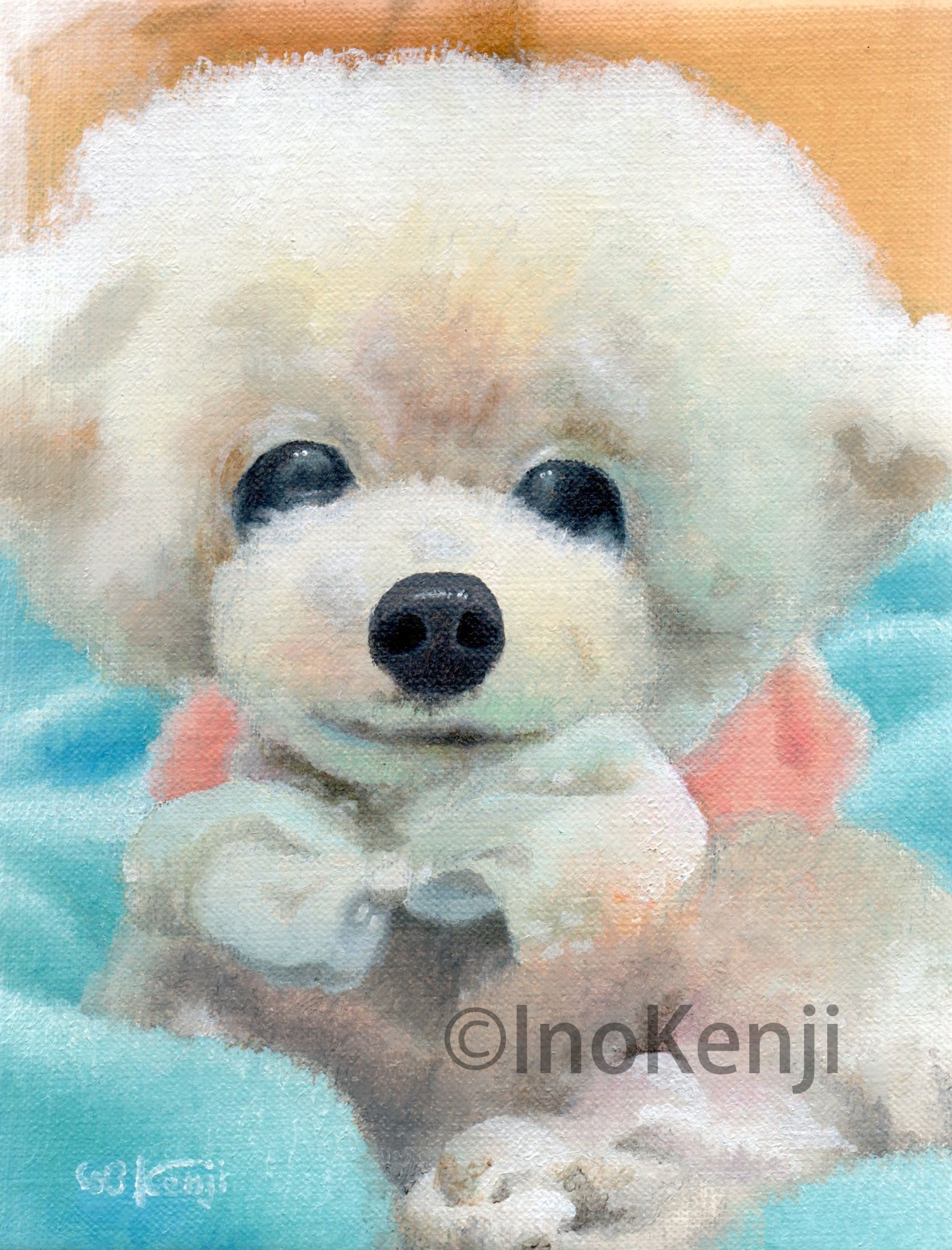 コロンちゃん♀_トイプードル-1