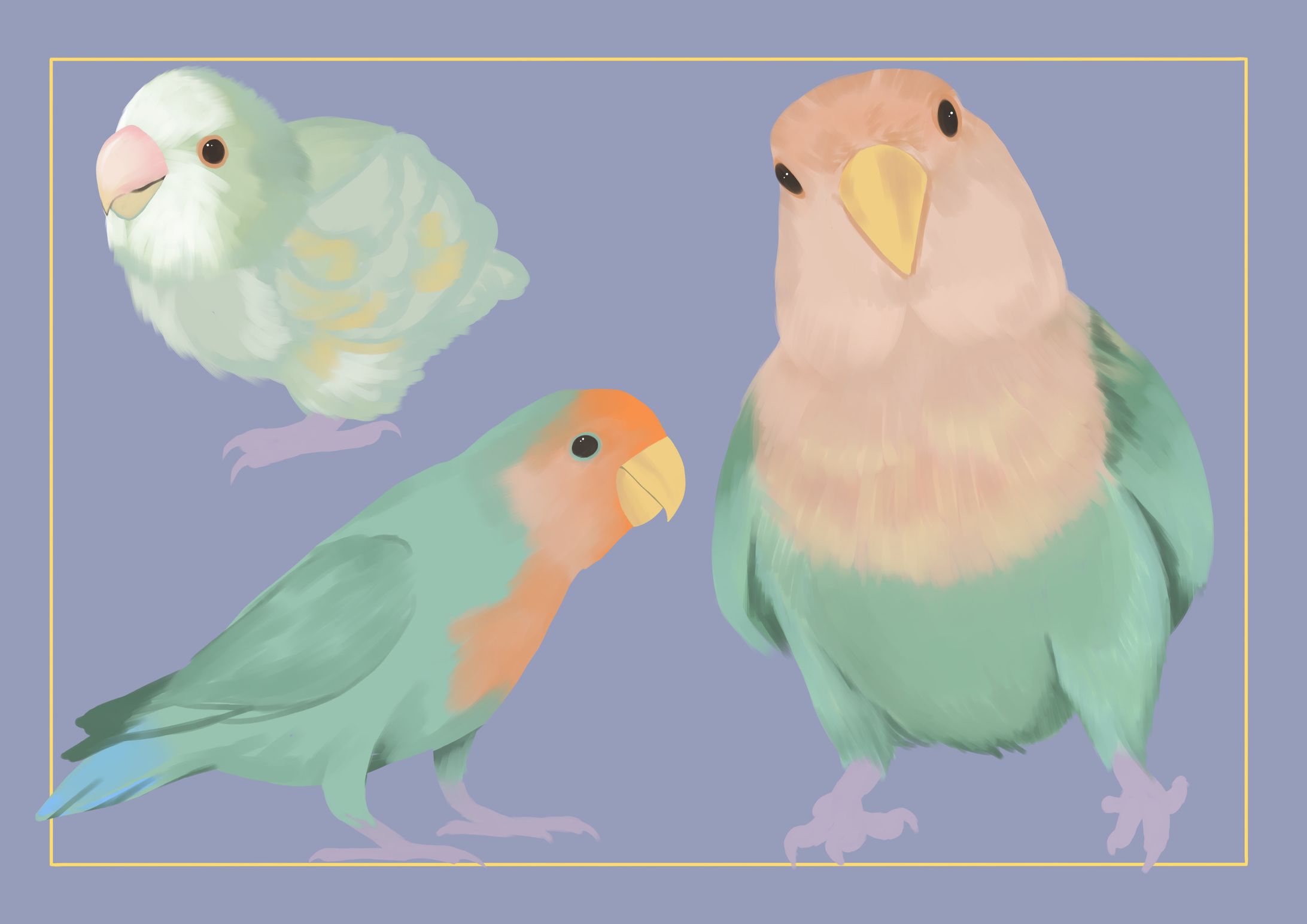 rosy lovebird-1
