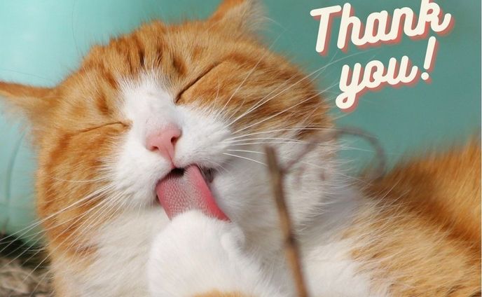 猫スキな方への【thank-you card】
