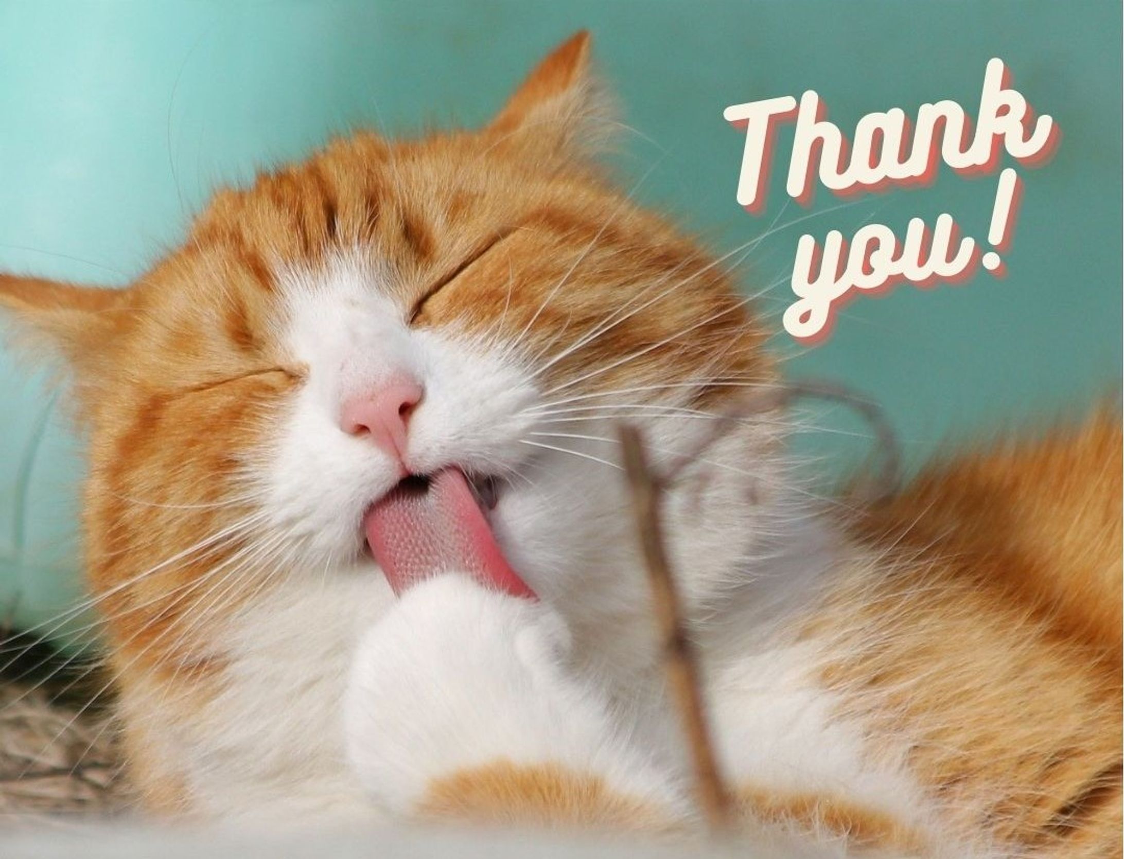猫スキな方への【thank-you card】-1