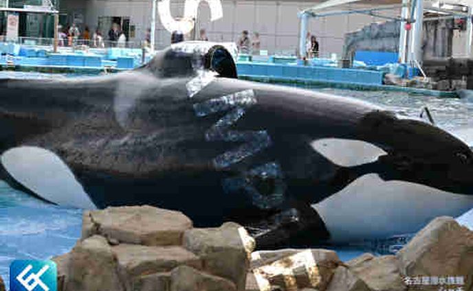 006 シャチ (名古屋港水族館)