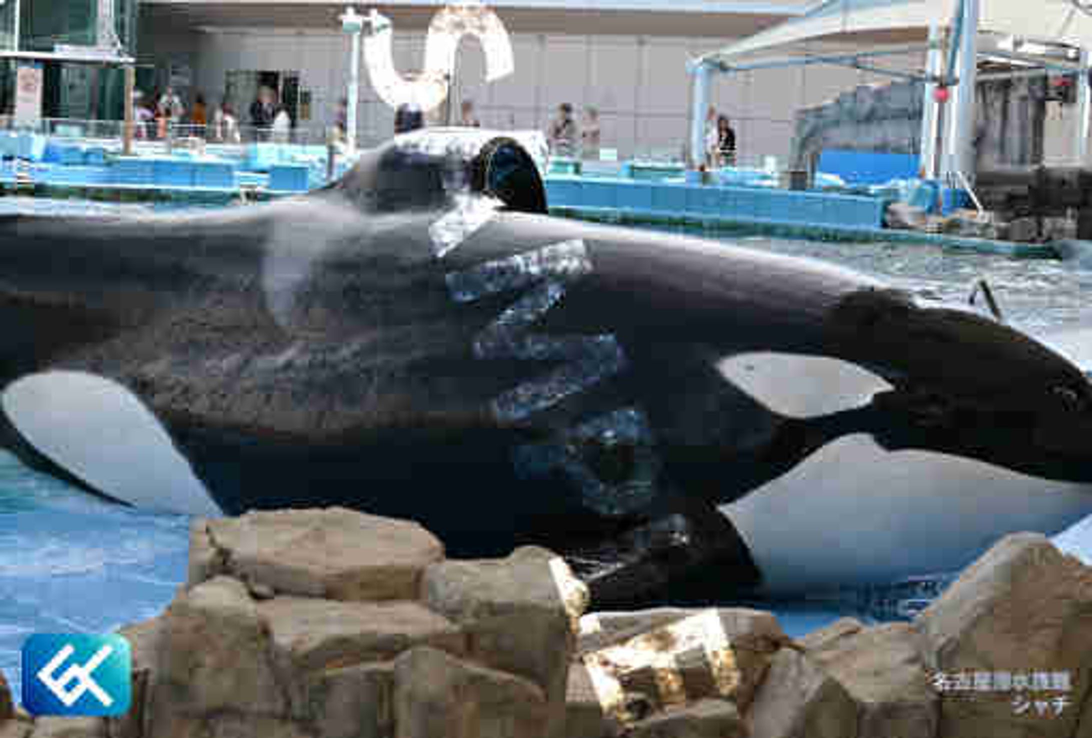 006 シャチ (名古屋港水族館)-1