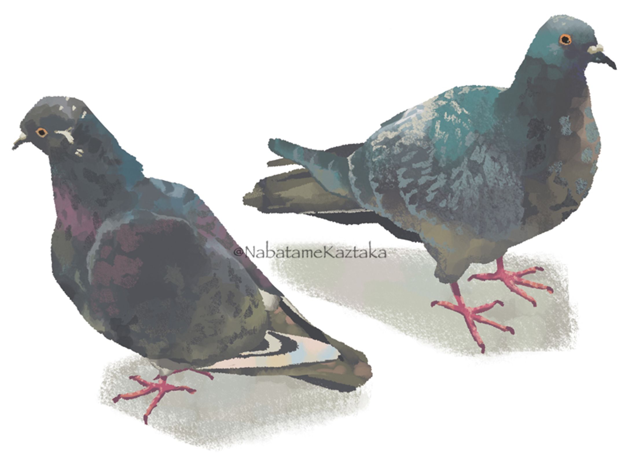 鳩-1