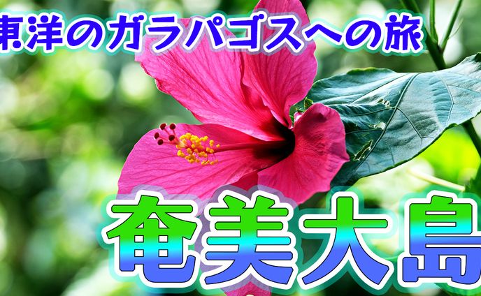 【サムネイル】エンタメ系　東洋のガラパゴス　奄美大島　