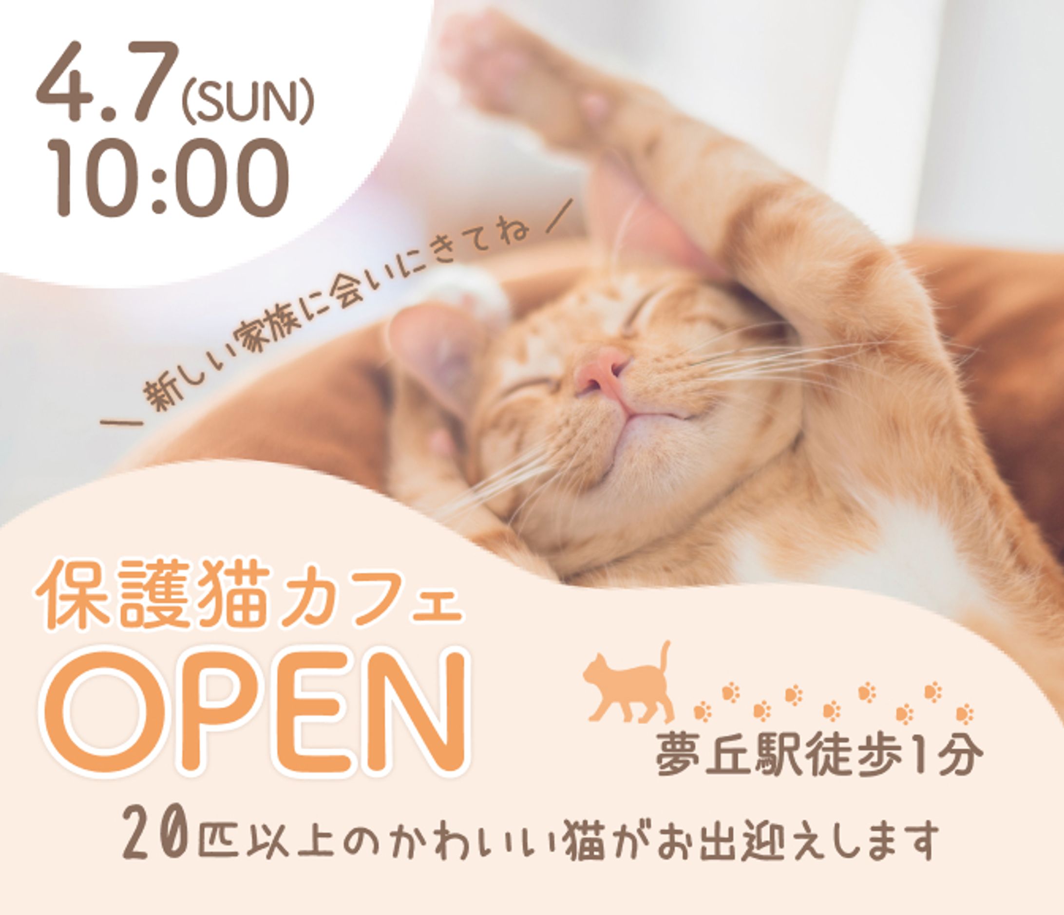 保護猫カフェオープン-1