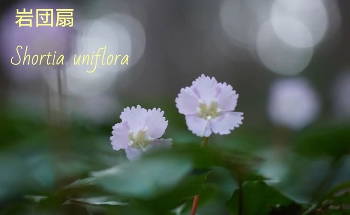 Shortia uniflora
岩団扇　iwauchiwa

#blumen
#hsp気質
#hsp
#special_friend___
#team_jp_flower
#flowerstagram
#instaflowers
#flowergram
#花のある風景
#花写真
#ザ花部
#quintaflower
#fleurs
#superb_flowers
#花のある暮らし
#flowers_moody
#花好きな人と繋がりたい
#花が好き
#花フレンド
#phx_flower
#everyones_photo_club
#loves_united_flora