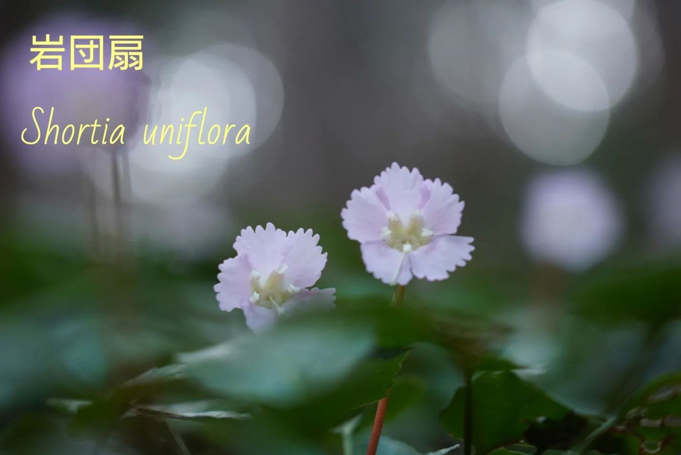 Shortia uniflora
岩団扇　iwauchiwa

#blumen
#hsp気質
#hsp
#special_friend___
#team_jp_flower
#flowerstagram
#instaflowers
#flowergram
#花のある風景
#花写真
#ザ花部
#quintaflower
#fleurs
#superb_flowers
#花のある暮らし
#flowers_moody
#花好きな人と繋がりたい
#花が好き
#花フレンド
#phx_flower
#everyones_photo_club
#loves_united_flora-1