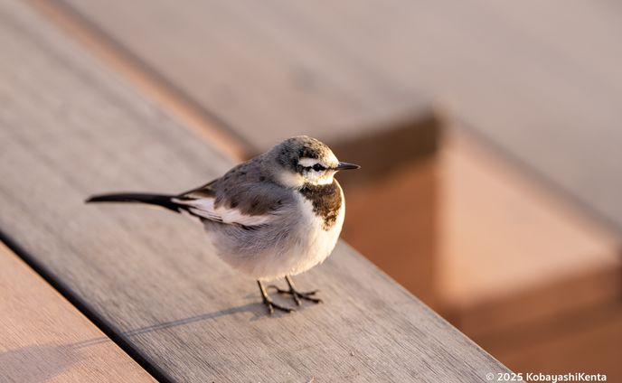 夕陽を見てる鳥さん