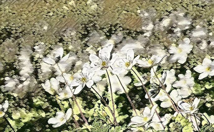 4月に咲くニリンソウ　