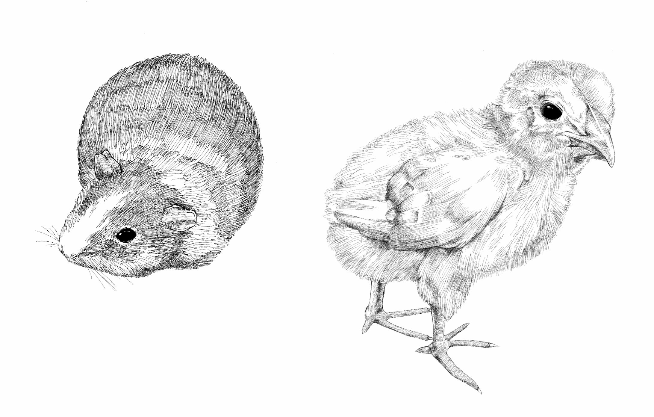 動物ペン画サンプル-1