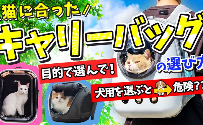 【猫好き必見】猫の本質が解る猫専門ブリーダー 沢辺雅斗 様