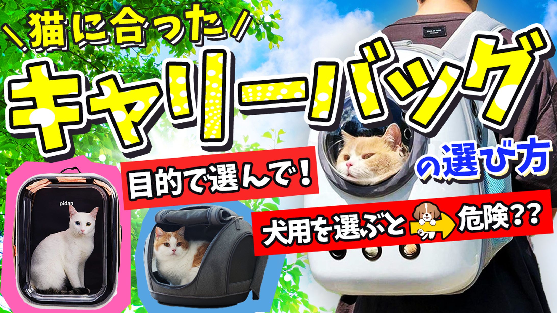 【猫好き必見】猫の本質が解る猫専門ブリーダー 沢辺雅斗 様-1