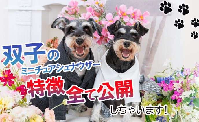 サムネイル　双子犬