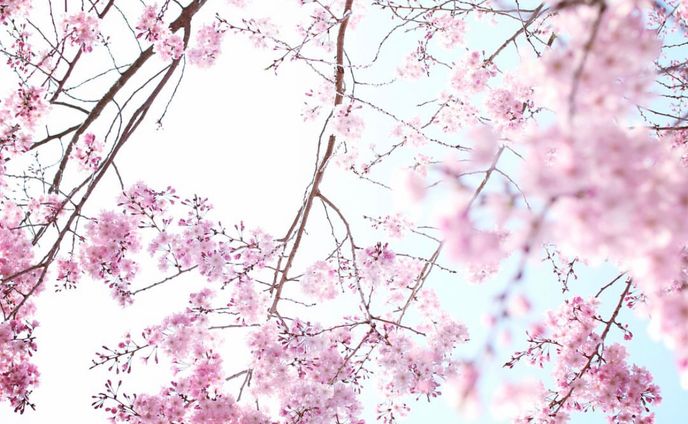 sakura